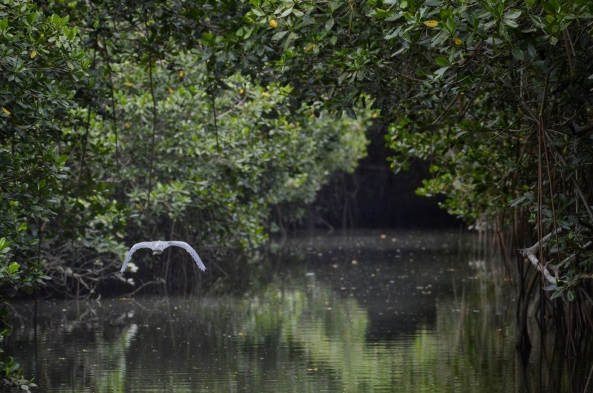 Estero El Salado, 20 años de conservación&nbsp;ecológica