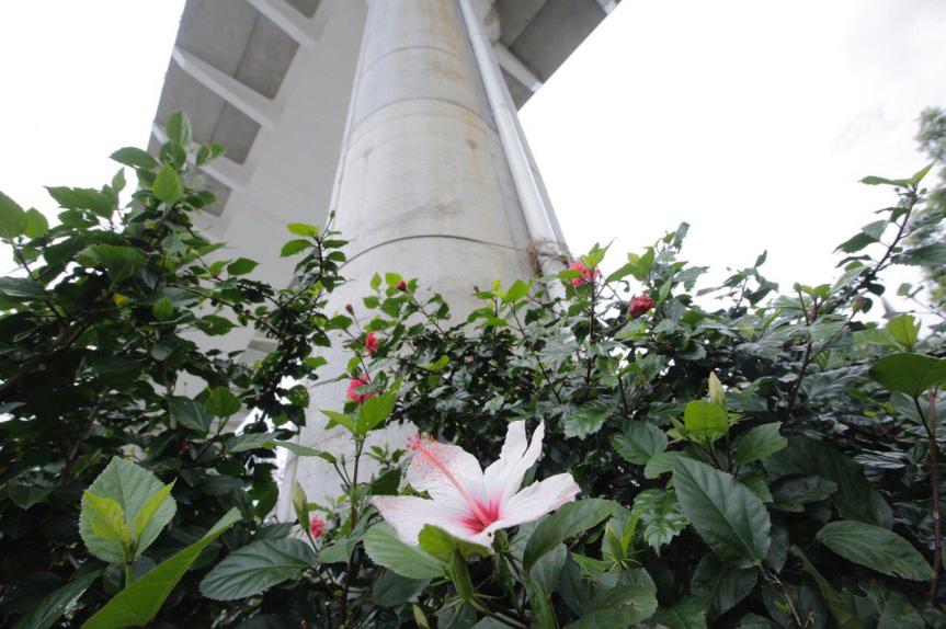 Al menos 70% de las columnas de la L3 serán cubiertas con&nbsp;plantas