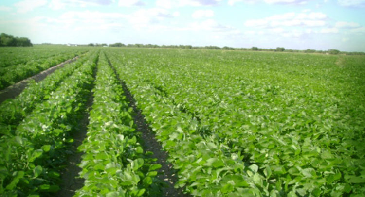 Comunidades mayas presencia de maíz y soya transgénicos en&nbsp;Campeche