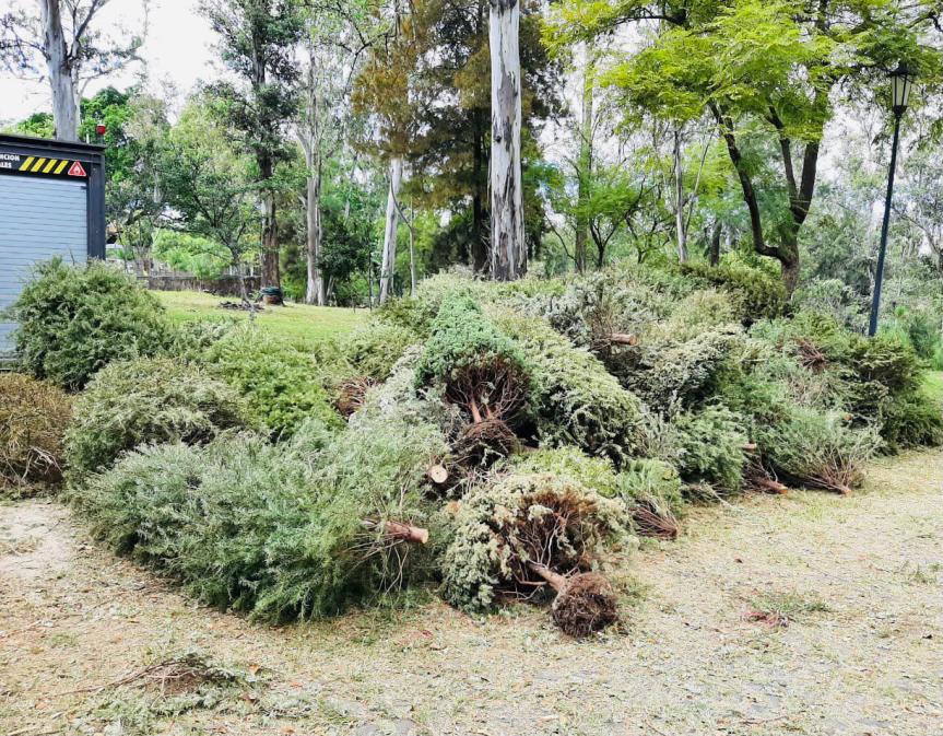 Guadalajara inicia campaña de acopio y reciclaje de árboles&nbsp;navideños