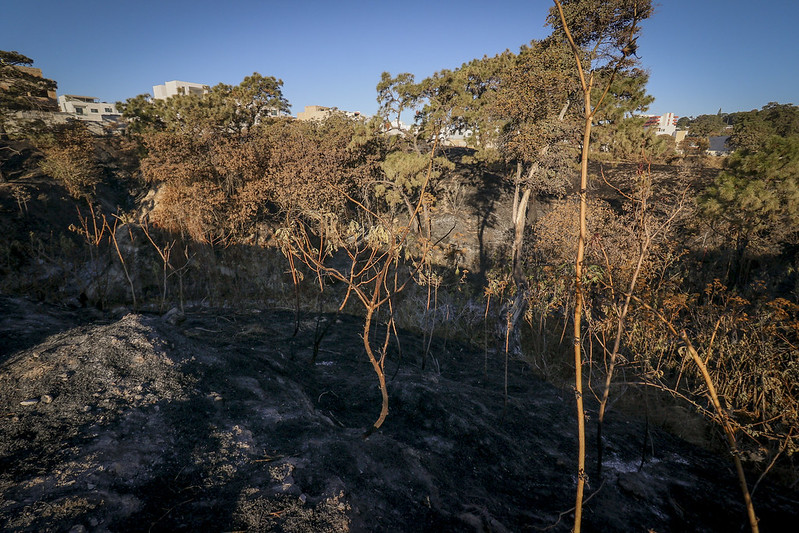 Mala idea reforestar en época de&nbsp;estiaje