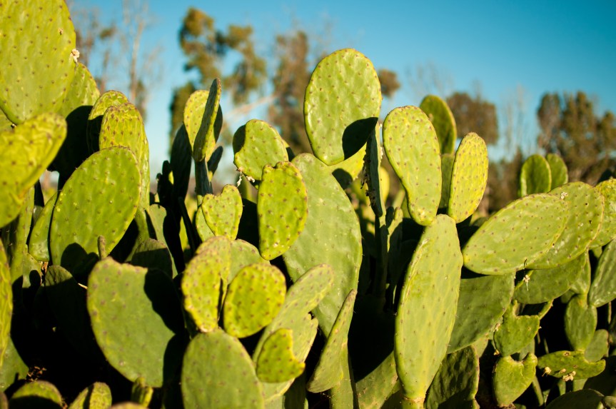 PETA otorga a DESSERTO el premio Compassionate Business&nbsp;Award