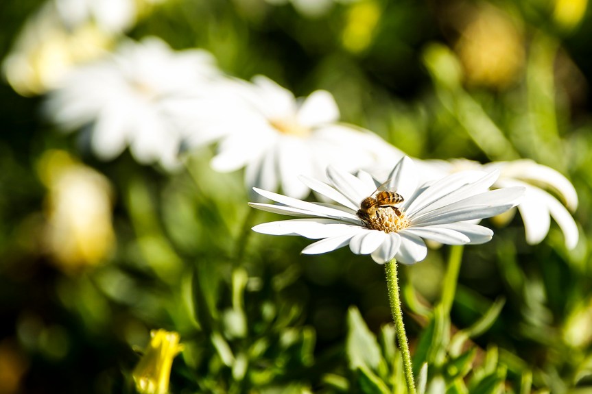 Apicultores, agricultores y gobierno deben de para proteger a las&nbsp;abejas