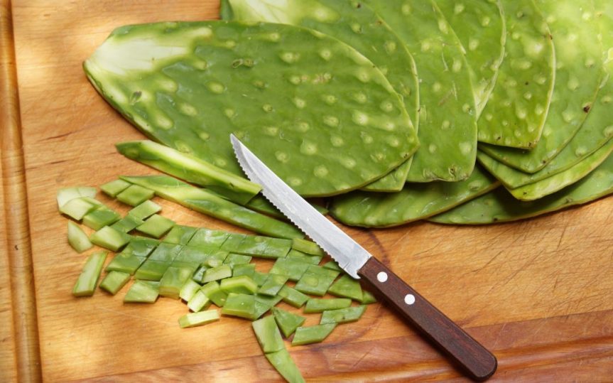 Mostrarán bondades nutritivas y económicas del nopal, el alimento del&nbsp;futuro