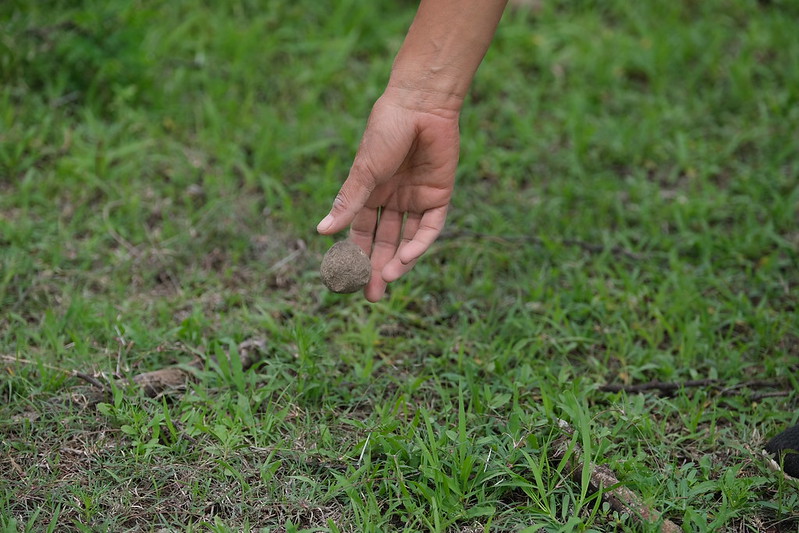 Lanzan bolas de arcilla con semillas en Áreas Naturales&nbsp;Protegidas