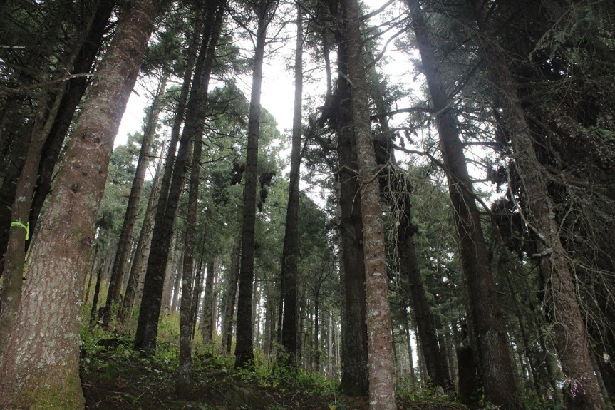 Comité ciudadano pide a diputados mayor protección para el bosque La&nbsp;Primavera