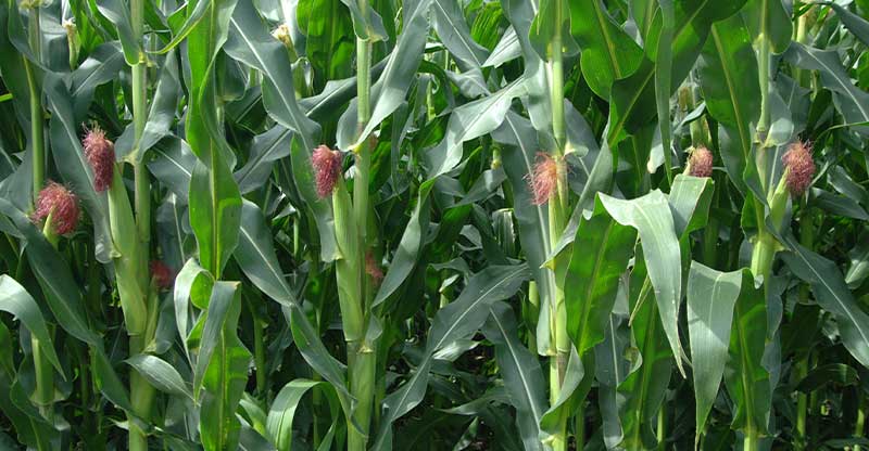 CIMMYT y PROVIVI unen su legado de premio Nobel a favor de pequeños productores de&nbsp;maíz