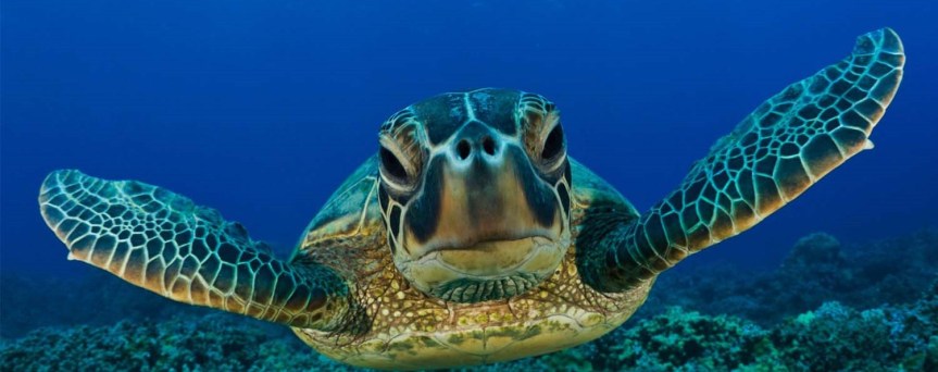 Semarnat se rehúsa a disminuir la cifra máxima permisible de muerte tortugas&nbsp;caguama