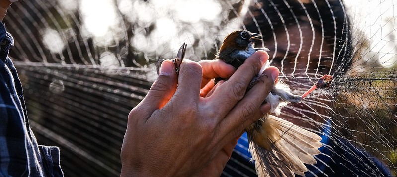 Realizan anillamiento de aves en Villa&nbsp;Corona