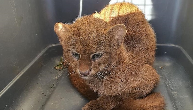 Aumenta el  número de animales silvestres víctimas de los&nbsp;humanos