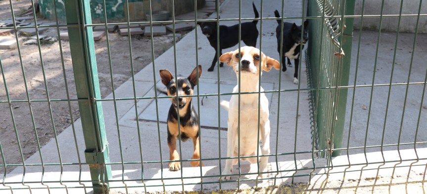 Brinda Protección Animal Guadalajara cursos de tenencia responsable y adiestramiento básico de&nbsp;caninos