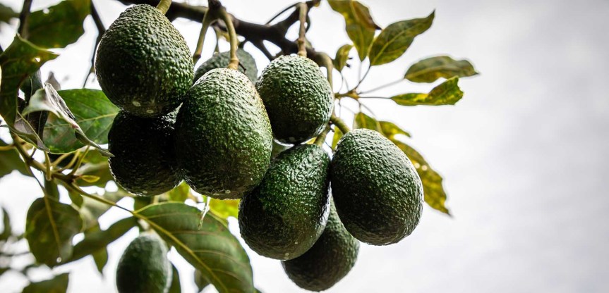 EU destino preferido del aguacate&nbsp;mexicano
