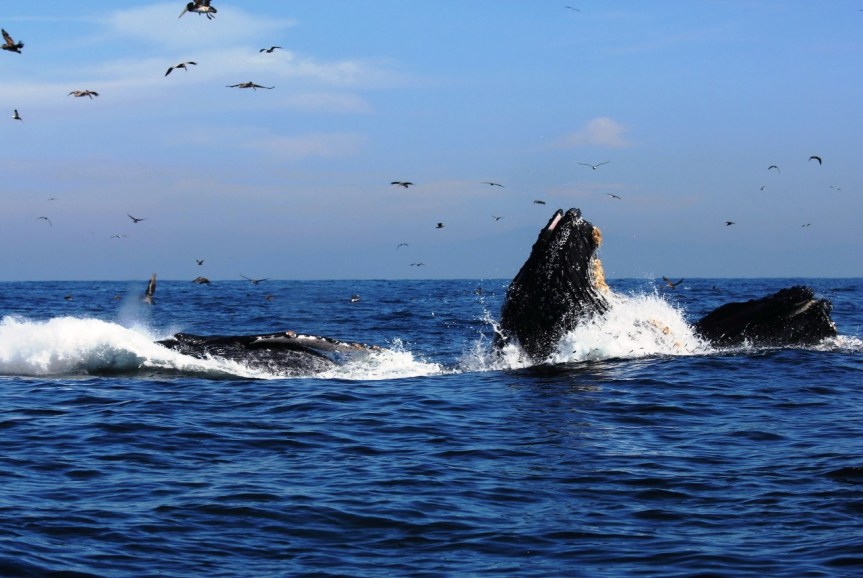 Suman esfuerzo para lograr un espacio ambiental en Nayarit, el Museo del&nbsp;Mar