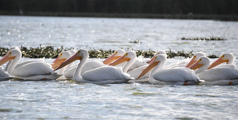 Aves migratorias traen beneficio ambiental a Cajititlán&nbsp;(Video)
