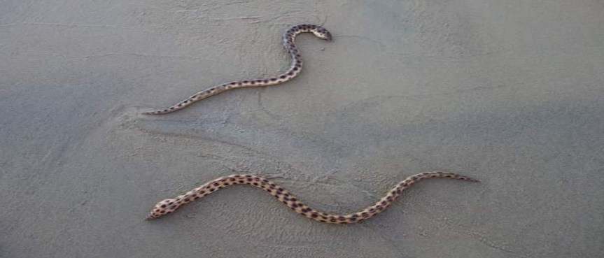 Alerta por presencia de morenas en Guayabitos y Los Ayala (Video&nbsp;🎥)