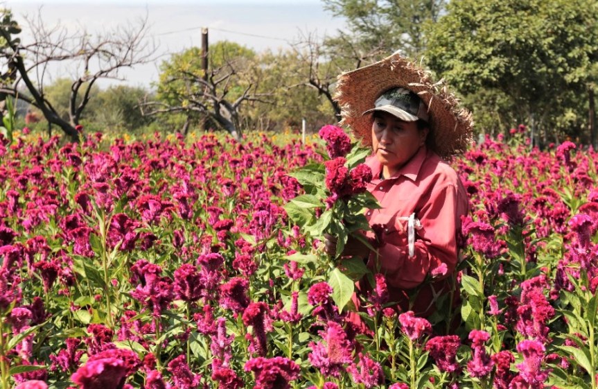 Mujeres jornaleras, la fuerza del campo&nbsp;jalisciense