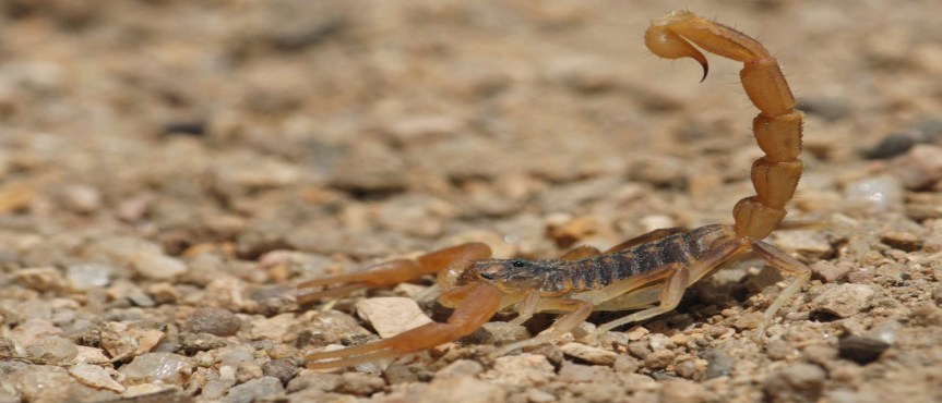 Emite Guadalajara recomendaciones ante presencia de alacranes en la temporada de&nbsp;calor