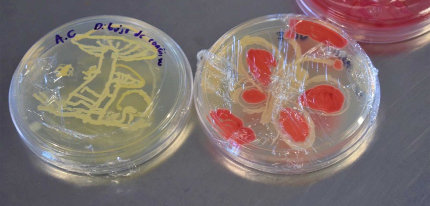 Realizan en la UAG Primer Concurso de Arte&nbsp;Microbiológico