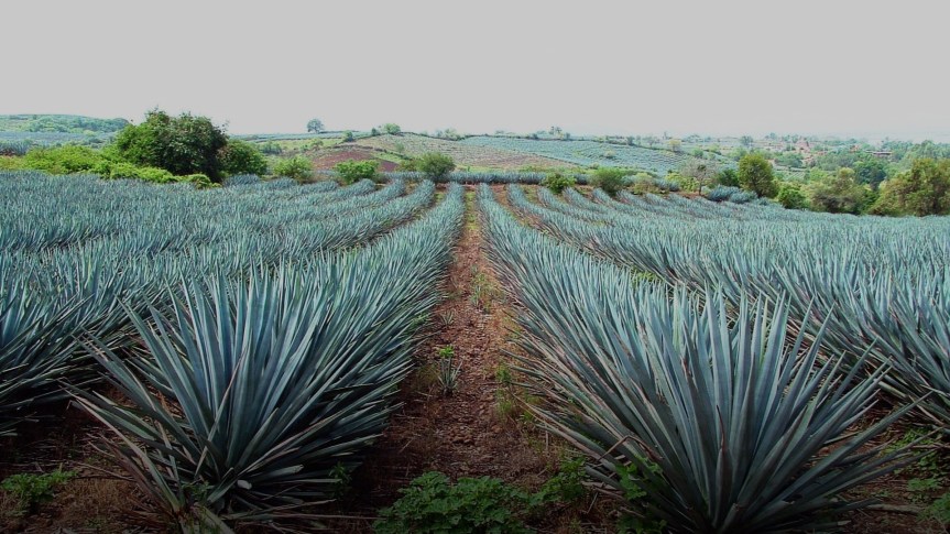 Hasta Tláloc llegó a la primera Fiesta del Agave en&nbsp;Arenal