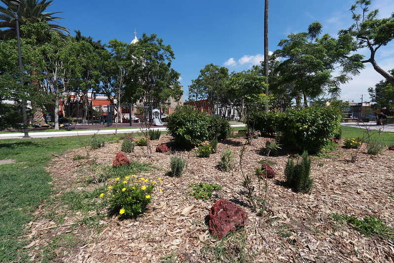 Habilita Guadalajara tres jardines para conservación de insectos&nbsp;polinizadores