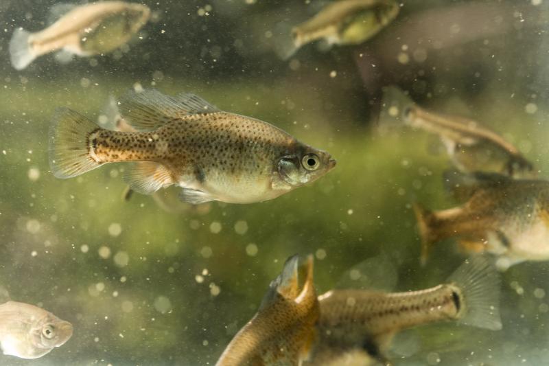 En CUValles reproducen pez de Río Ameca extinto en su entorno&nbsp;natural