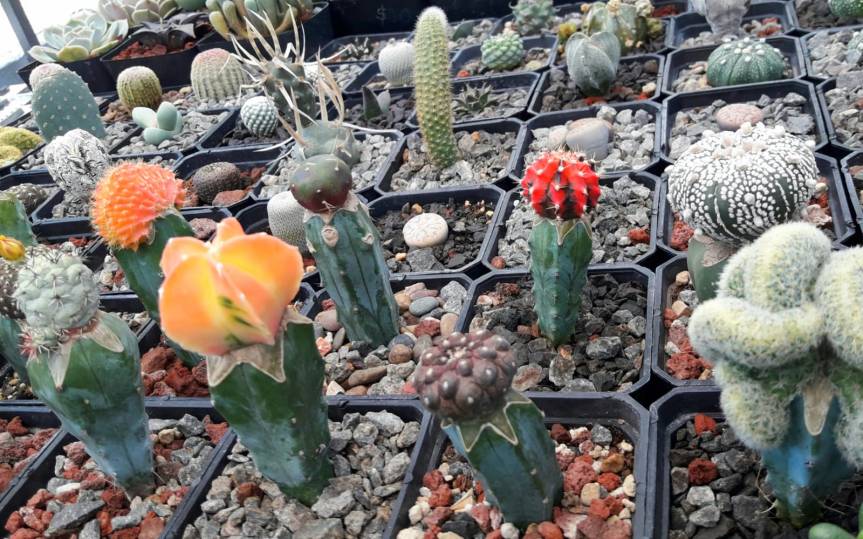 El gusto, amor, dedicación y pasión por las hermosas&nbsp;plantitas