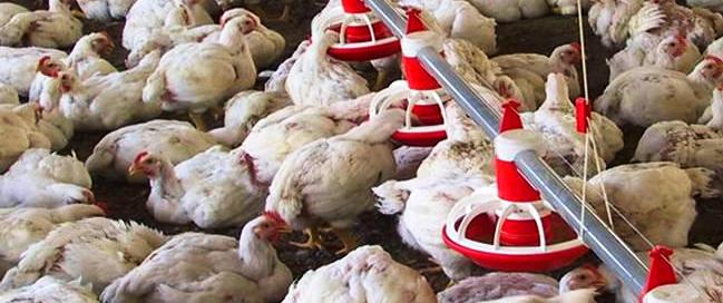 Autoridades logran contener gripe aviar en&nbsp;Jalisco