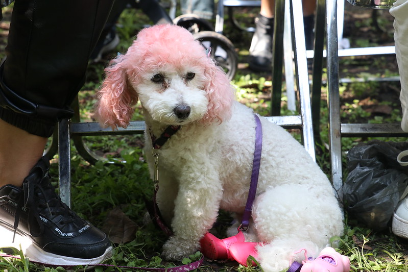Realiza Guadalajara el Festival “Te Quiero Perro” para festejar a los&nbsp;lomitos