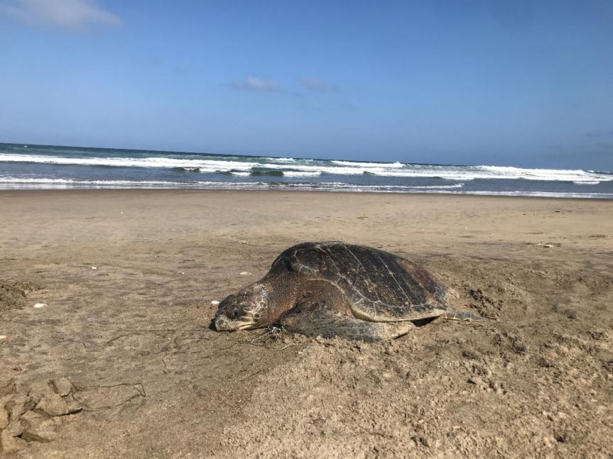 Comisión ambiental del TMEC documenta la alta mortandad de la tortuga caguama en&nbsp;México