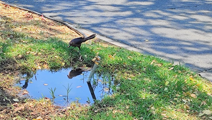 Todos buscamos agua…