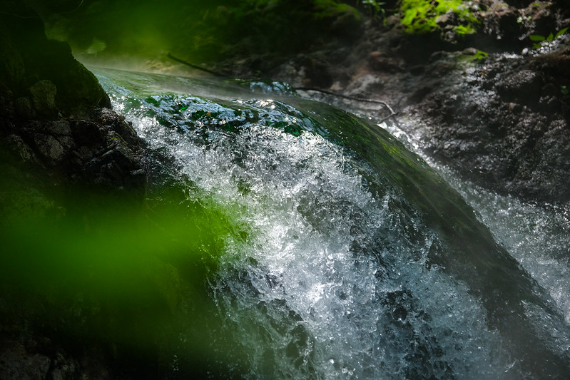 Celebra Bosque La Primavera 45 años como Área Natural&nbsp;Protegida
