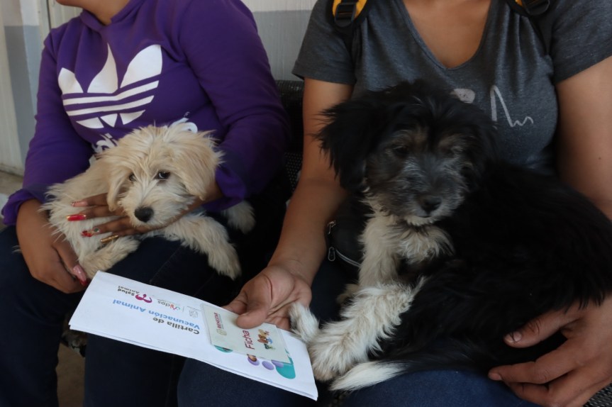 Vacunas al 2×1 para los lomitos en&nbsp;Tlaquepaque