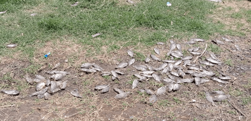 Inspeccionan PROEPA y ASICA el Río Blanco por presencia de peces&nbsp;muertos
