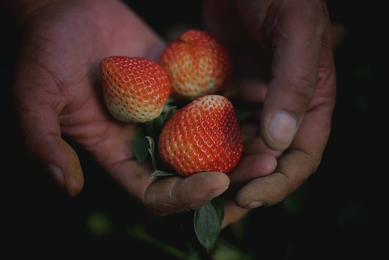 Impulsan SADER Jalisco, PROJAL y Aneberries plan de financiamiento para pequeños y medianos&nbsp;productores