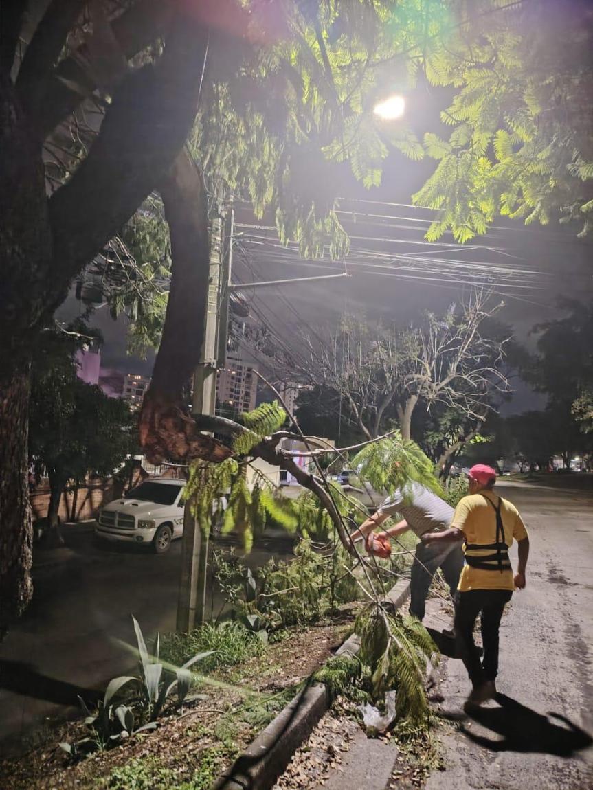 Tlaquepaque realiza operativo para el retiro de árboles secos o en riesgo en el&nbsp;municipio