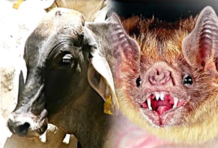 En Jalisco se registra el segundo caso de rabia en humanos del&nbsp;2025