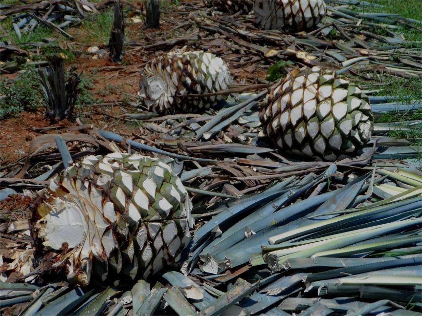Coyotes del agave ponen en riesgo a la industria tequilera 