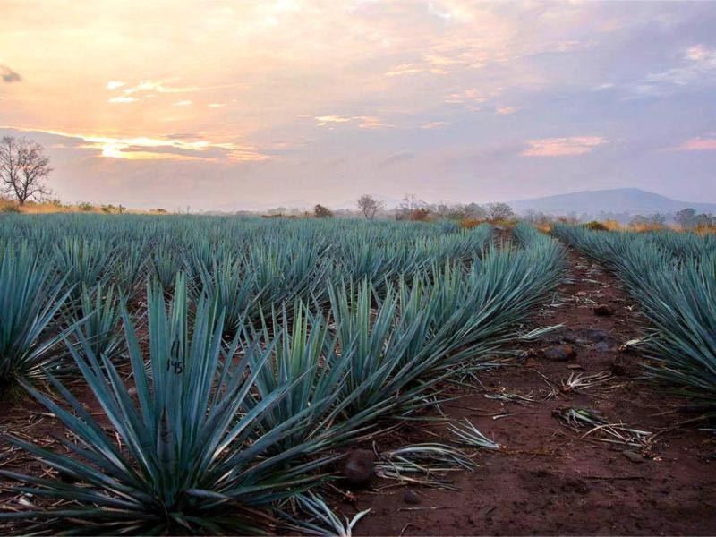 Diageo México y Tequila Don Julio devuelven el doble el agua que utilizan en su&nbsp;producción