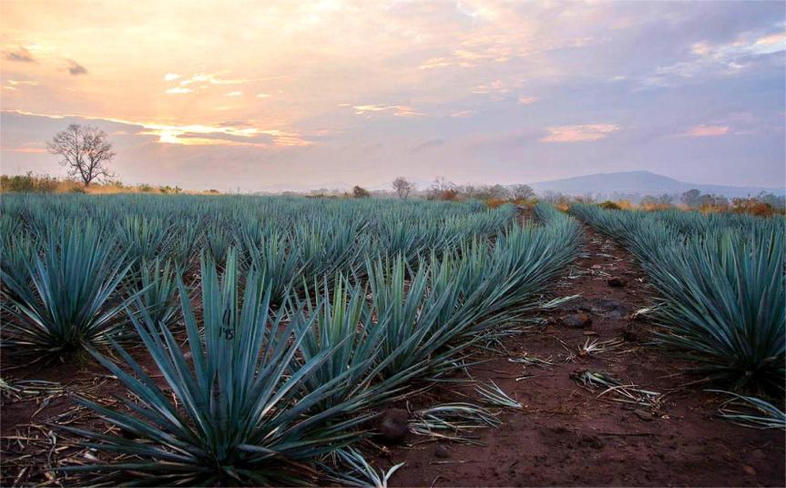 Diageo México y Tequila Don Julio devuelven el doble el agua que utilizan en su&nbsp;producción