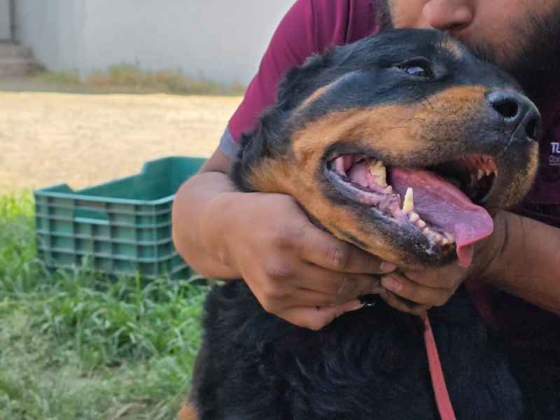 Adopta una Mascota: Segunda Oportunidad en&nbsp;Tlaquepaque
