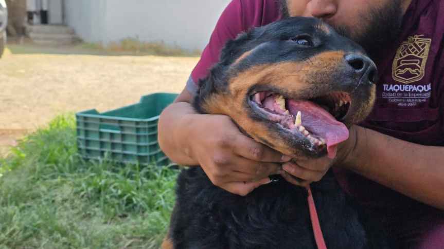 Adopta una Mascota: Segunda Oportunidad en&nbsp;Tlaquepaque