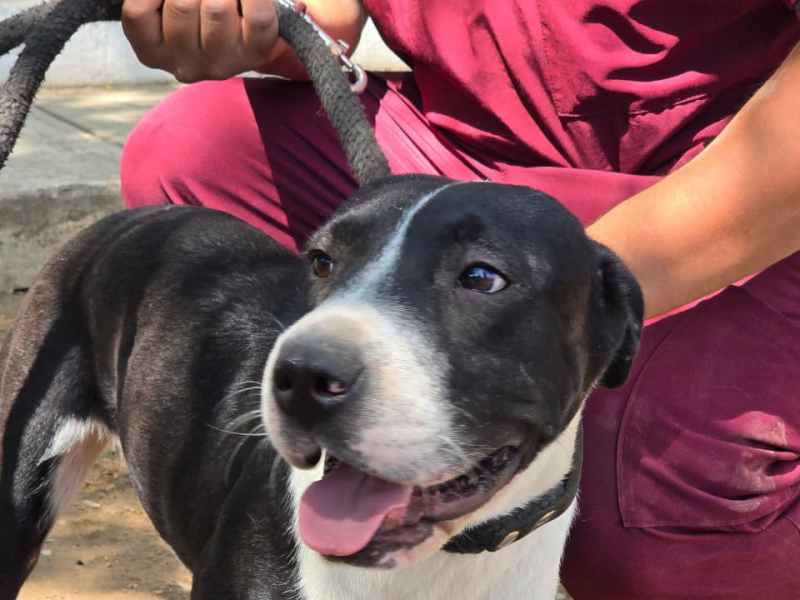 Bienestar animal de Tlaquepaque impulsa la adopción responsable de&nbsp;mascotas