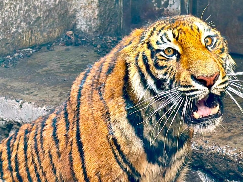 Capturan a tigresa de Bengala en Zapotlán del&nbsp;Rey
